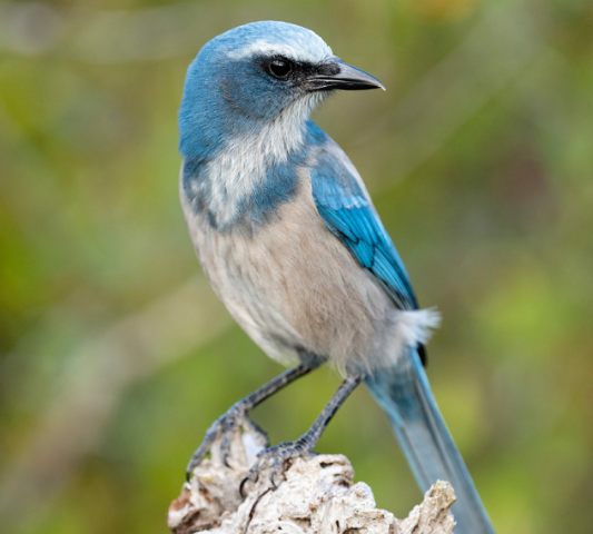 Florida scrub jay close up