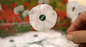Wear a white poppy